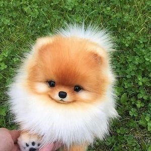 Meet your Posher, Shelly